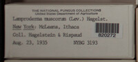 Image Associated With the Occurence